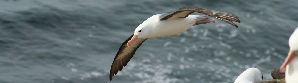 albatross falklands and south georgia